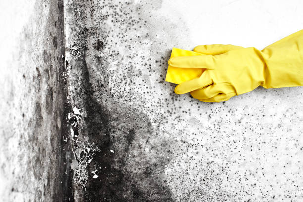 Best Mold Remediation Experts  in Collinsville, AL