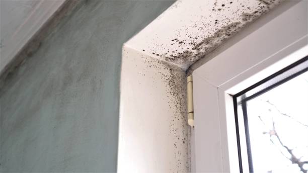 Best Commercial Mold Removal  in Collinsville, AL