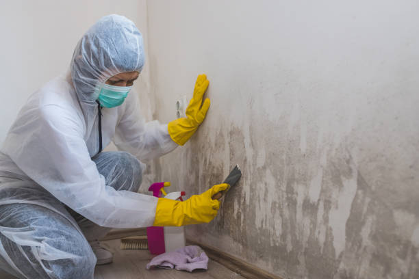 Best Crawl Space Mold Removal  in Collinsville, AL