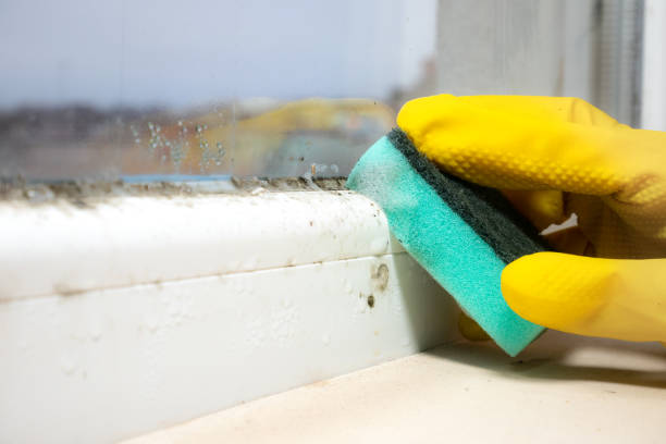 Best Toxic Mold Removal  in Collinsville, AL