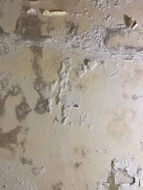 Best Mold Removal Company Near Me  in Collinsville, AL