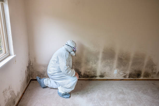 Best Mold Cleaning Services  in Collinsville, AL