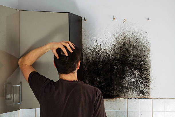 Trusted Collinsville, AL Mold Removal Experts