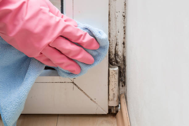 Crawl Space Mold Removal in Collinsville, AL