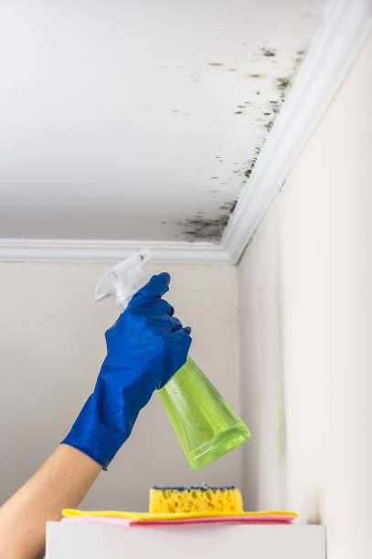 Best Affordable Mold Removal  in Collinsville, AL