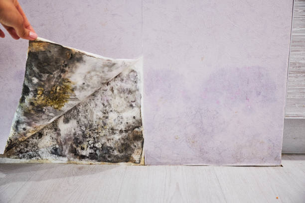 Certified Mold Removal in Collinsville, AL